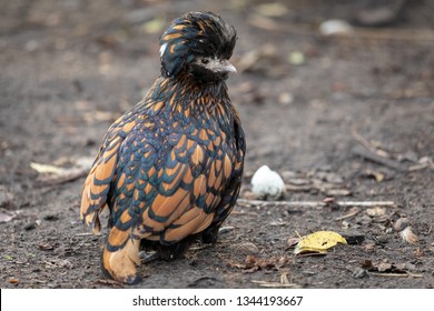 Small Hen Big Crest Sitting Yard Stock Photo 1344193667 | Shutterstock