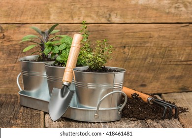 Small Herbs Planted Into Small Metal Containers To Create An Indoor Herb Garden.