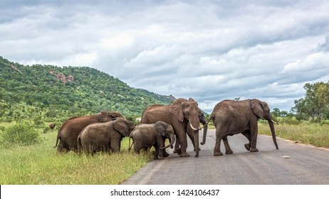 Elephant On Road High Res Stock Images Shutterstock