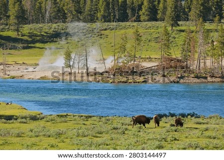 A small herd of American Bison next to a river and a geothermal area