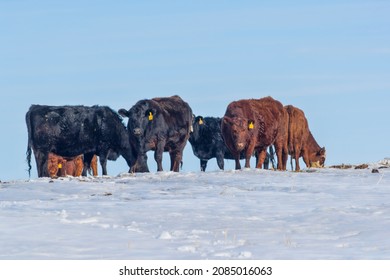 A Small Herd Of Beef Cattle In A Farm Field During Winter Season