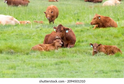 A Small Herd Of Beef Cattle In A Farm Field. Taken In Alberta, Canada