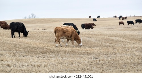 A Small Herd Of Beef Cattle In A Farm Field. Taken In Alberta, Canada