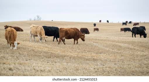 A Small Herd Of Beef Cattle In A Farm Field. Taken In Alberta, Canada