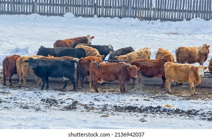 A Small Herd Of Beef Cattle In A Farm Field During Winter. Taken In Alberta, Canada