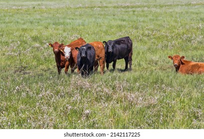 A Small Herd Of Beef Cattle In A Farm Field. Taken In Alberta, Canada