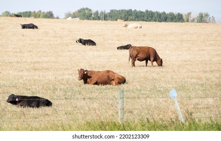 A Small Herd Of Beef Cattle In A Farm Field. Taken In Alberta, Canada