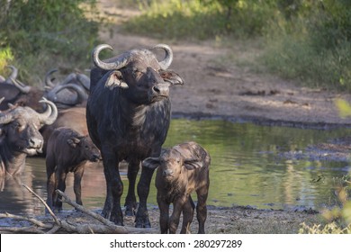 Small herd of buffalo at a waterhole in Africa 1 - Shutterstock ID 280297289