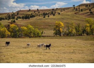 Small Herd Of Burros Running In The Prairie Along The Wildlife Loop In Custer State Park In The Black Hills Of South Dakota In The Fall.