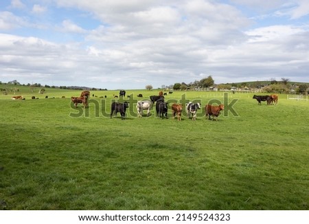 A small herd of cattle in a green field in Beaumaris north Wales, copy space