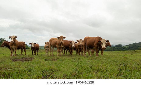 Small Herd Of Cattle On A Rural Farm.