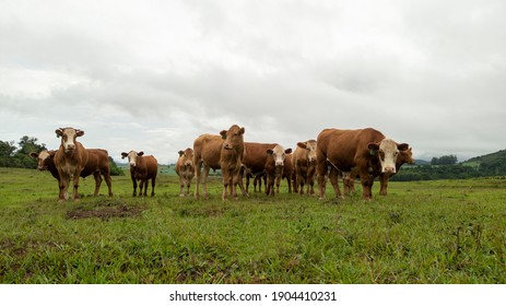 肉牛 の画像 写真素材 ベクター画像 Shutterstock