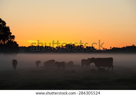 Small herd of cattle standing in bank of fog in rock paddock with dark forest behind under orange pre-dawn sky