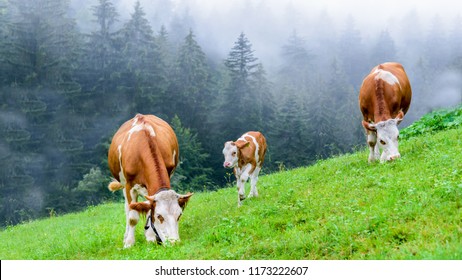Small herd of cows eating fresh grass on an organic farm