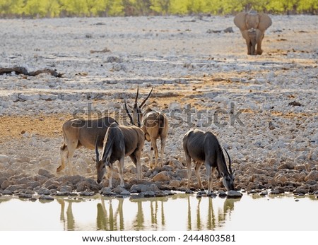 Similar – Image, Stock Photo two from behind Antelope