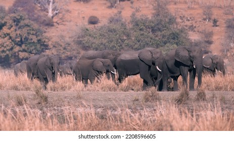 A Small Herd Of Elephants Crossing The Savanah