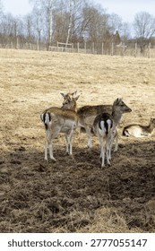 A small herd of fallow deer standing together in a rural field, showing their characteristic spotted coats and white tail patches.