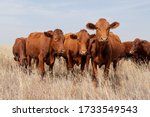Small herd of free-range cattle on a rural farm, South Africa
