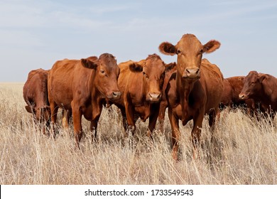 Small Herd Of Free-range Cattle On A Rural Farm, South Africa
