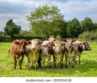 A Small Herd Of Rare Breed Shorthorn Cattle