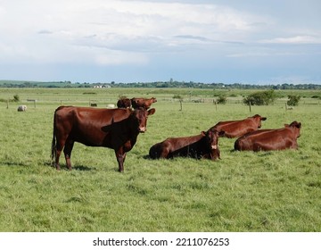 A Small Herd Of Red Angus Cows In A Farmer’s Field In Essex, UK.