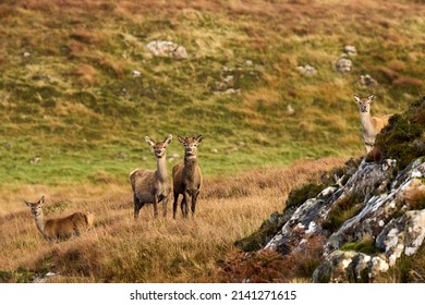 A Small Herd Of Red Deer On A Grass Meadow, Scotland