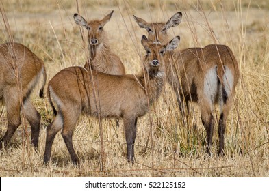Small herd of water buck antelopes hiding in between tall dry grass in Pendjari NP, Benin