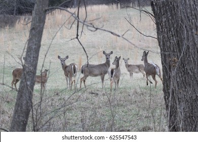 A small herd of whitetail deer