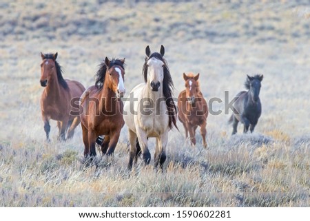 A small herd of wild horses taking a good close look at me