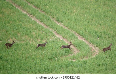 A Small Herd Of Wild Roe Deer On Salisbury Plain, North Wessex Downs AONB