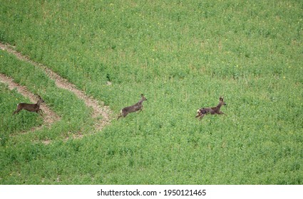 A Small Herd Of Wild Roe Deer On Salisbury Plain, North Wessex Downs AONB