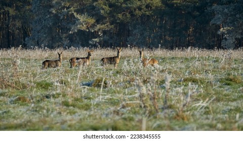 small herd of Wild Roe Deer (Capreolus capreolus) on frost covered meadow grasslands, Wiltshire UK - Shutterstock ID 2238345555