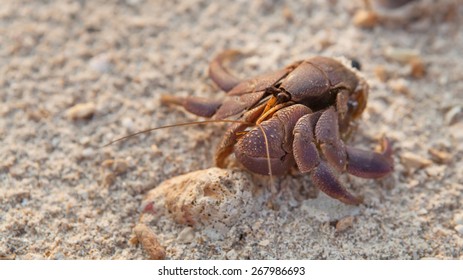 Small hermit crab without shell.