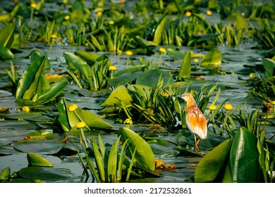 Small Heron On Water Lily