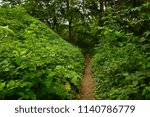 A small hidden pathway through the forested area at Petrifying Springs Park in Somers Wisconsin. 