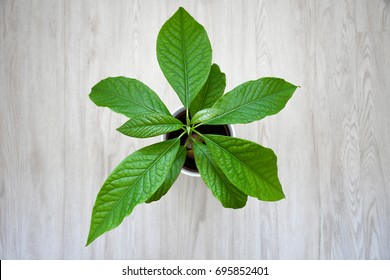 Small Home Growing Avocado Plant With Green Young Leaves On A White Wooden Floor