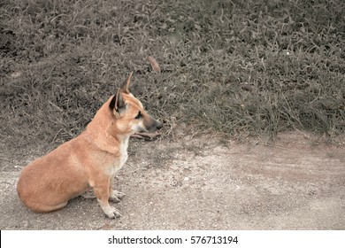 Small Homless Dog Sitting