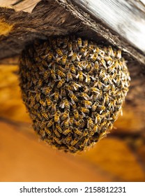 The Small Honey Bee (Apis Mellifera) Swarm Hanging From The Roof Overhang