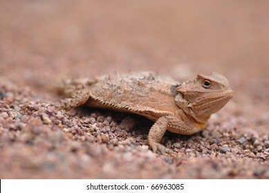 A small horned lizard from Cochise county in Arizona.