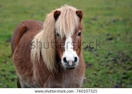 Similar – Image, Stock Photo horse on a meadow!!!