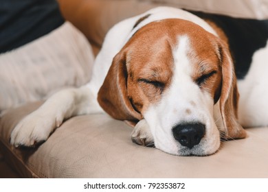 Small hound Beagle dog lying at home on the sofa - Shutterstock ID 792353872