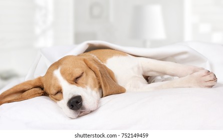 Small hound Beagle dog sleeping at home on the bed covered with a blanket 