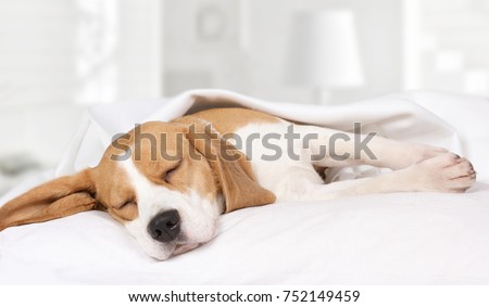 Small hound Beagle dog sleeping at home on the bed covered with a blanket 
