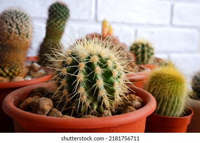 Small house cacti. Cacti in pots close-up