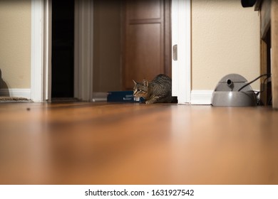 Small House Cat In Stalking Mode With Brown Copy Space