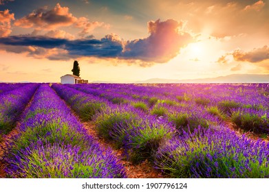 Small house with cypress tree in lavender fields at sunrise near Valensole, Provence, France. Beautiful summer landscape.