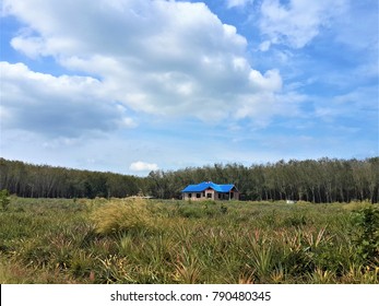 



Small House In The Jungle
