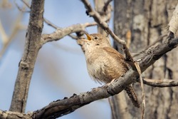 Small House Wren Singing While Perched On A Branch On An Early S