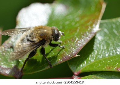 small hoverfly on a leaf 