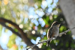 Small Hummingbird Perched On A Tree Branch
